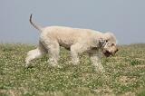 LAGOTTO 069